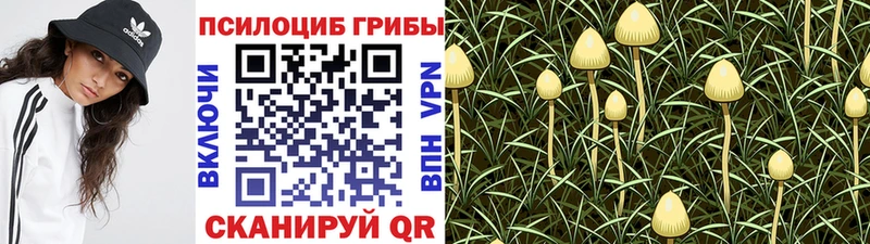 купить наркоту Буйнакск гидра tor Галлюциногенные грибы Psilocybe